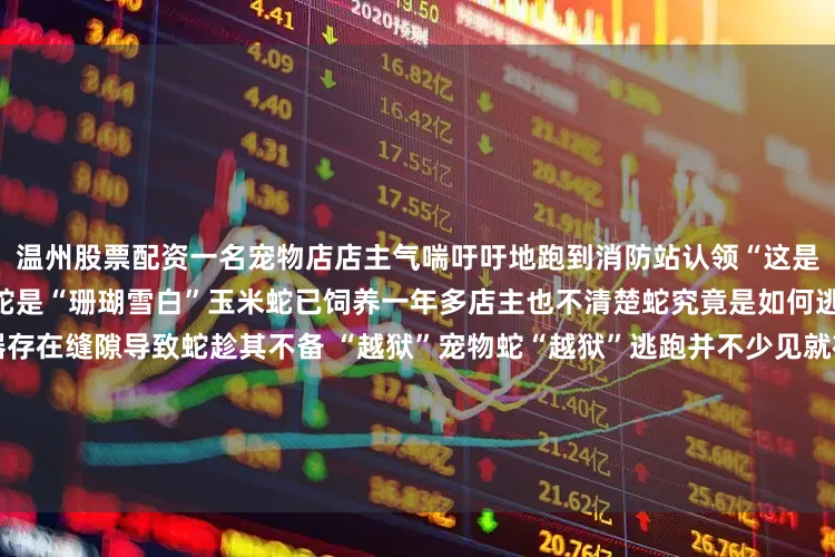 温州股票配资一名宠物店店主气喘吁吁地跑到消防站认领“这是我的小白！”该店主表示这条蛇是“珊瑚雪白”玉米蛇已饲养一年多店主也不清楚蛇究竟是如何逃脱的推测可能是饲养容器存在缝隙导致蛇趁其不备 “越狱”宠物蛇“越狱”逃跑并不少见就在今年4月16日江北区一小区内同样发生了一起宠物蛇 “越狱”事件居民在小区内发现了一条约一米长的“白娘子”经专业人士辨认这种蛇是玉米蛇的一种叫“暴风雪”由于没有主人来认领这条白